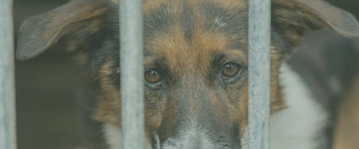 ODPOWIEDZIALNOŚĆ KARNA ZA ZNĘCANIE SIĘ NAD ZWIERZĘTAMI SCS adwokaci Sterna Chmielowska Stalmach